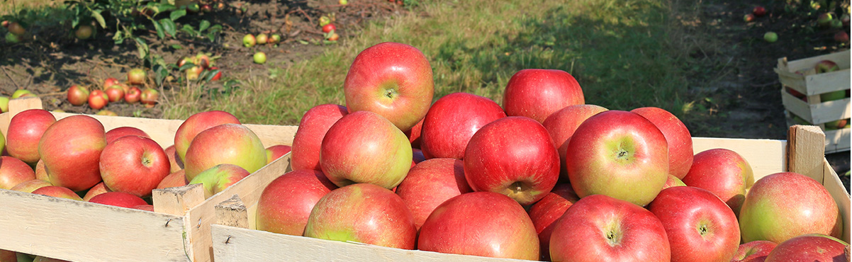 apples on a tree